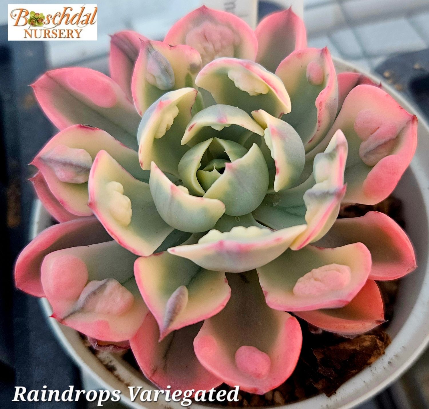 Echeveria Raindrops Variegated
