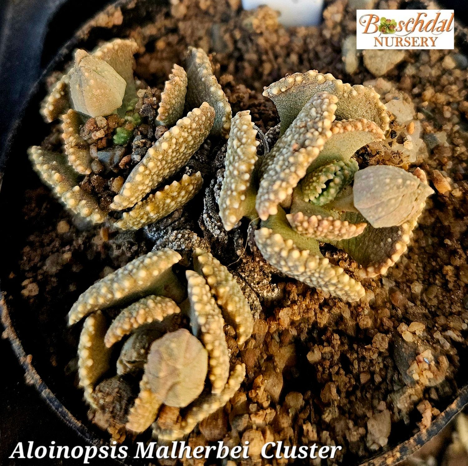 Aloinopsis Malherbei