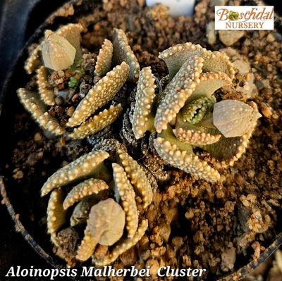 Aloinopsis Malherbei