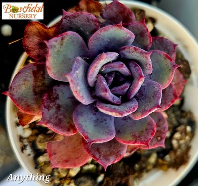 Echeveria Anything Echeveria Anything