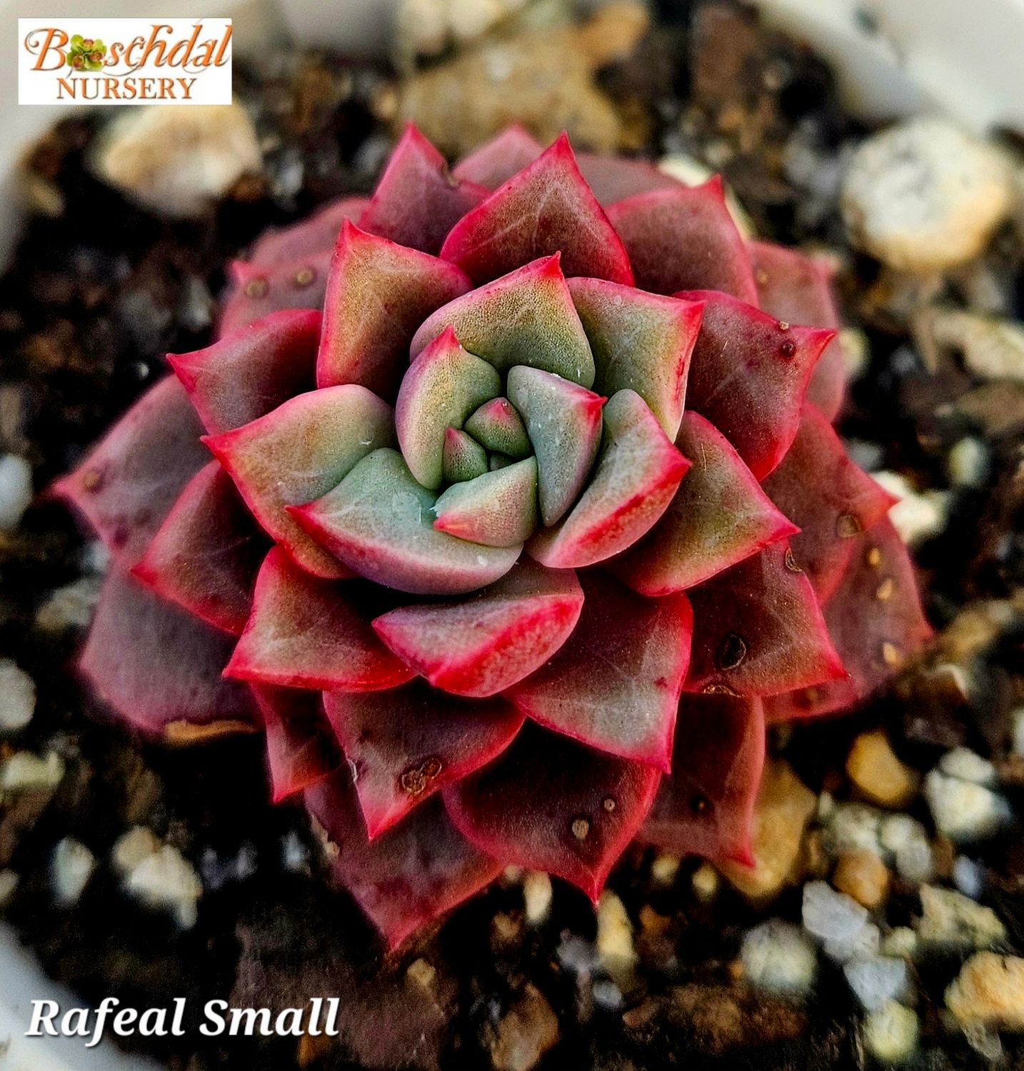 Echeveria Rafael