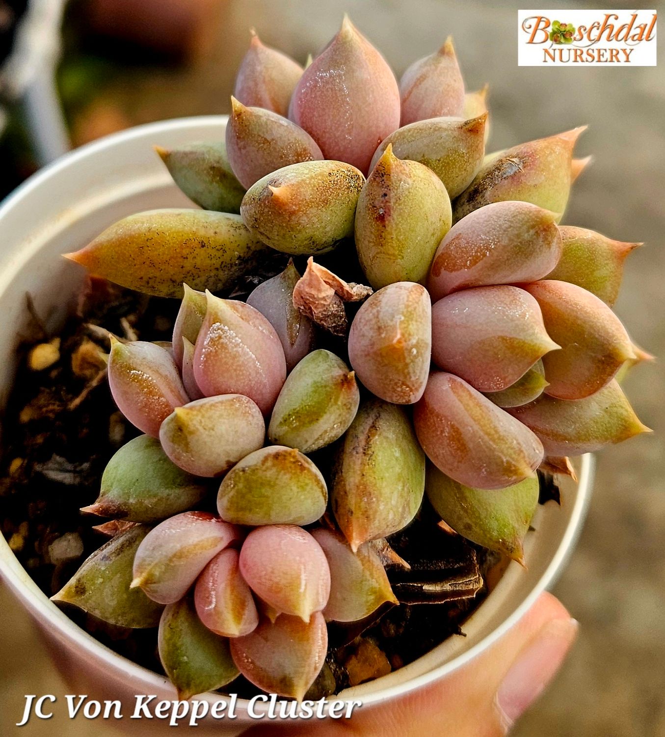 Echeveria JC van Keppel Cluster