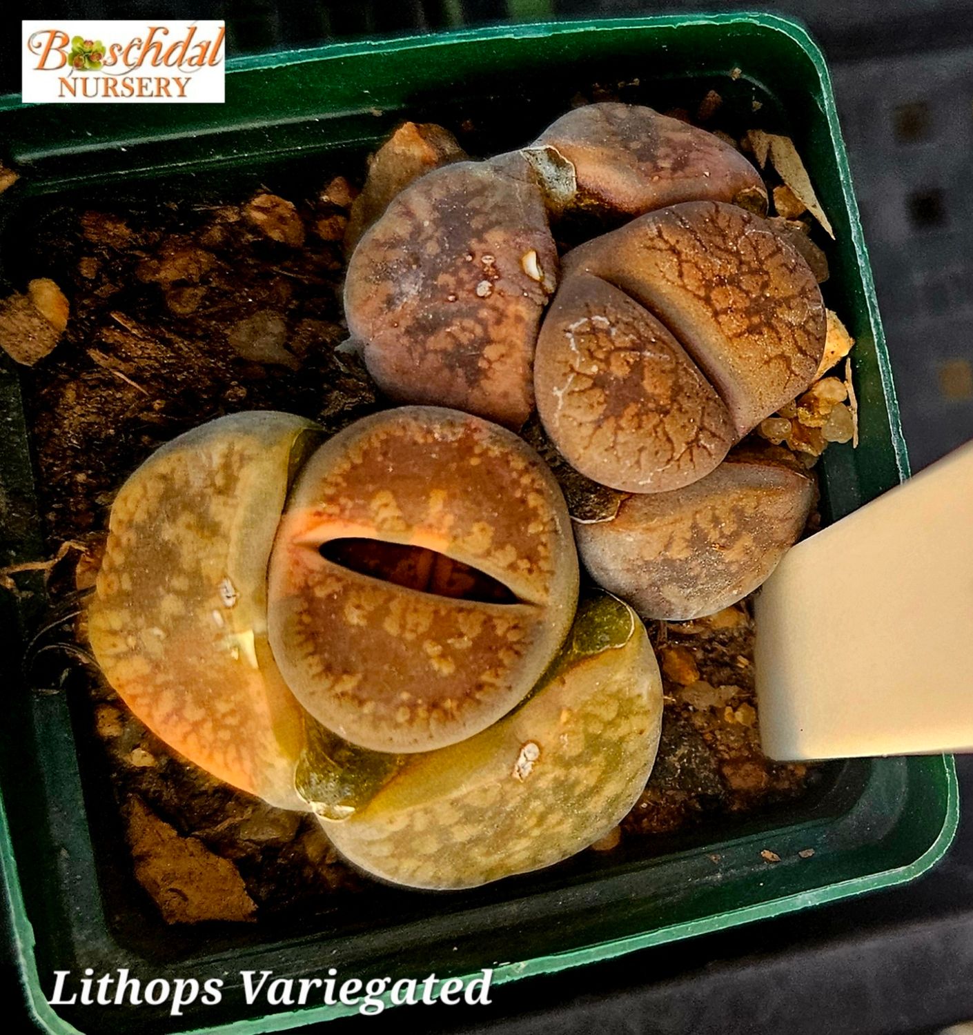 Lithops Variegated