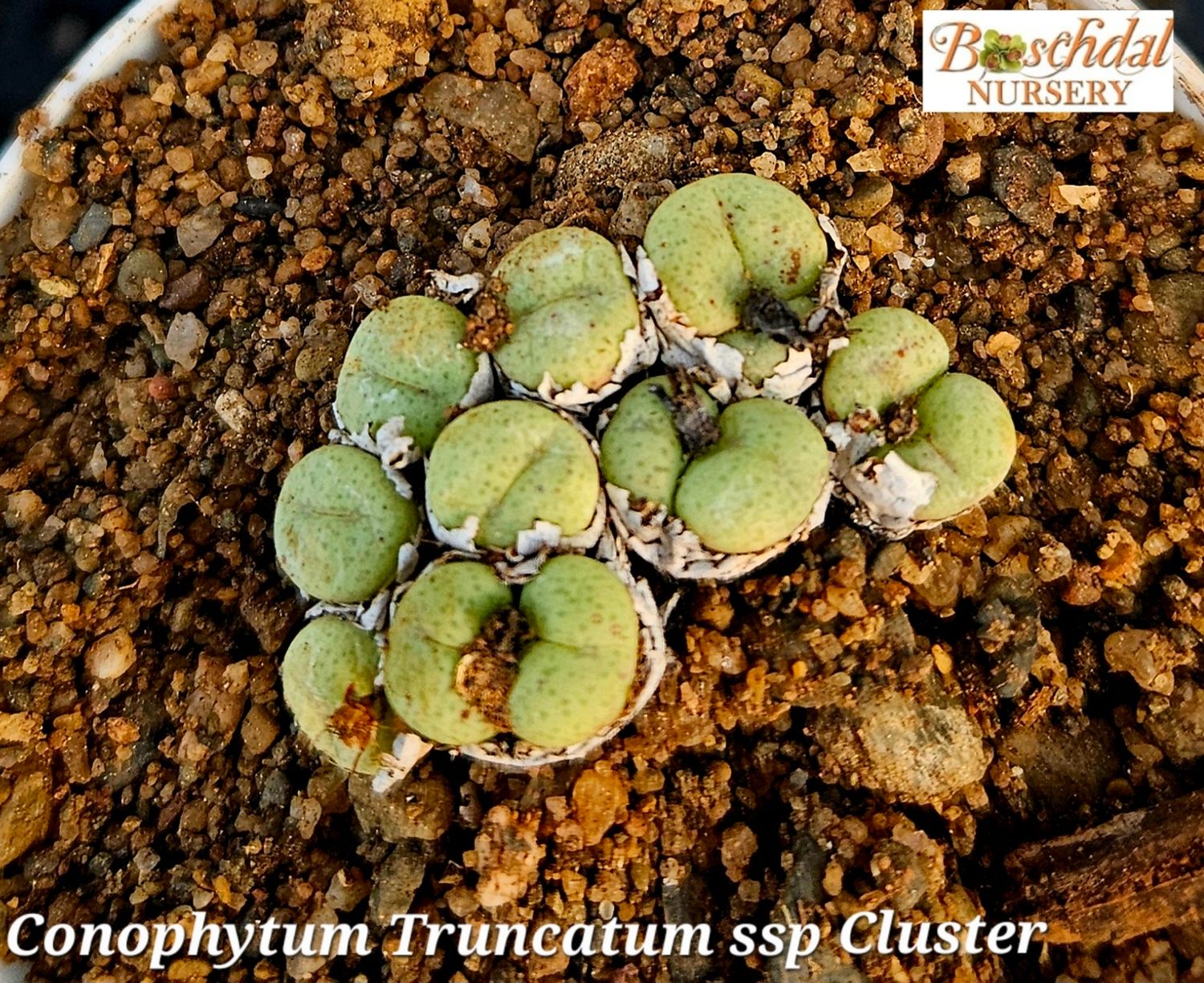 Conophytum Truncatum