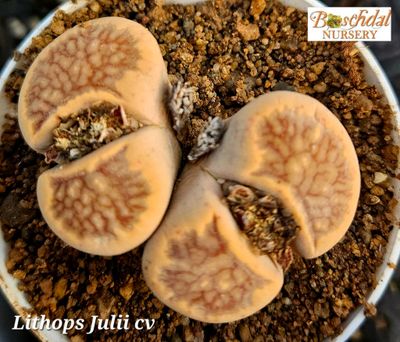 Lithop Julii cv.