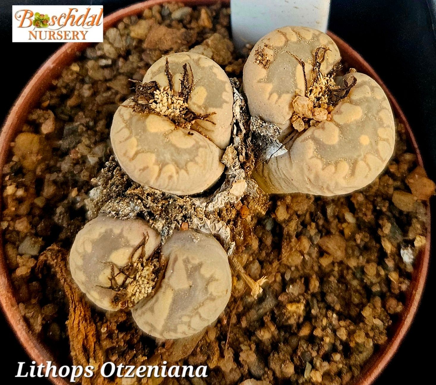 Lithop Otzeniana