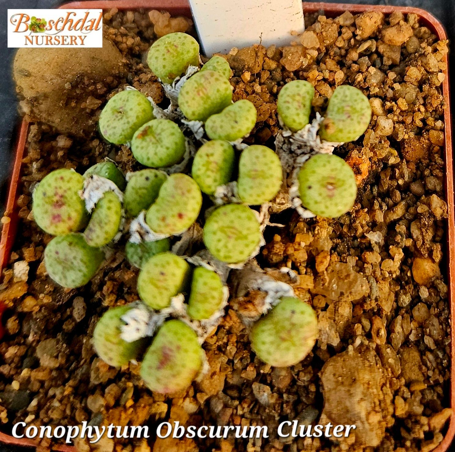 Conophytum Obscurum