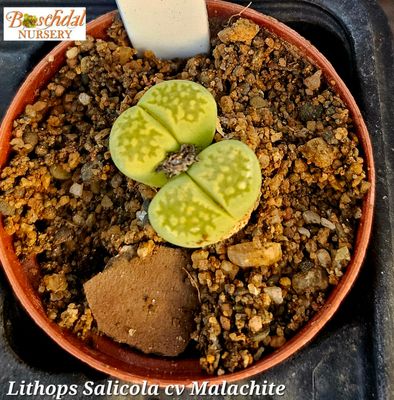 Lithop Salicola