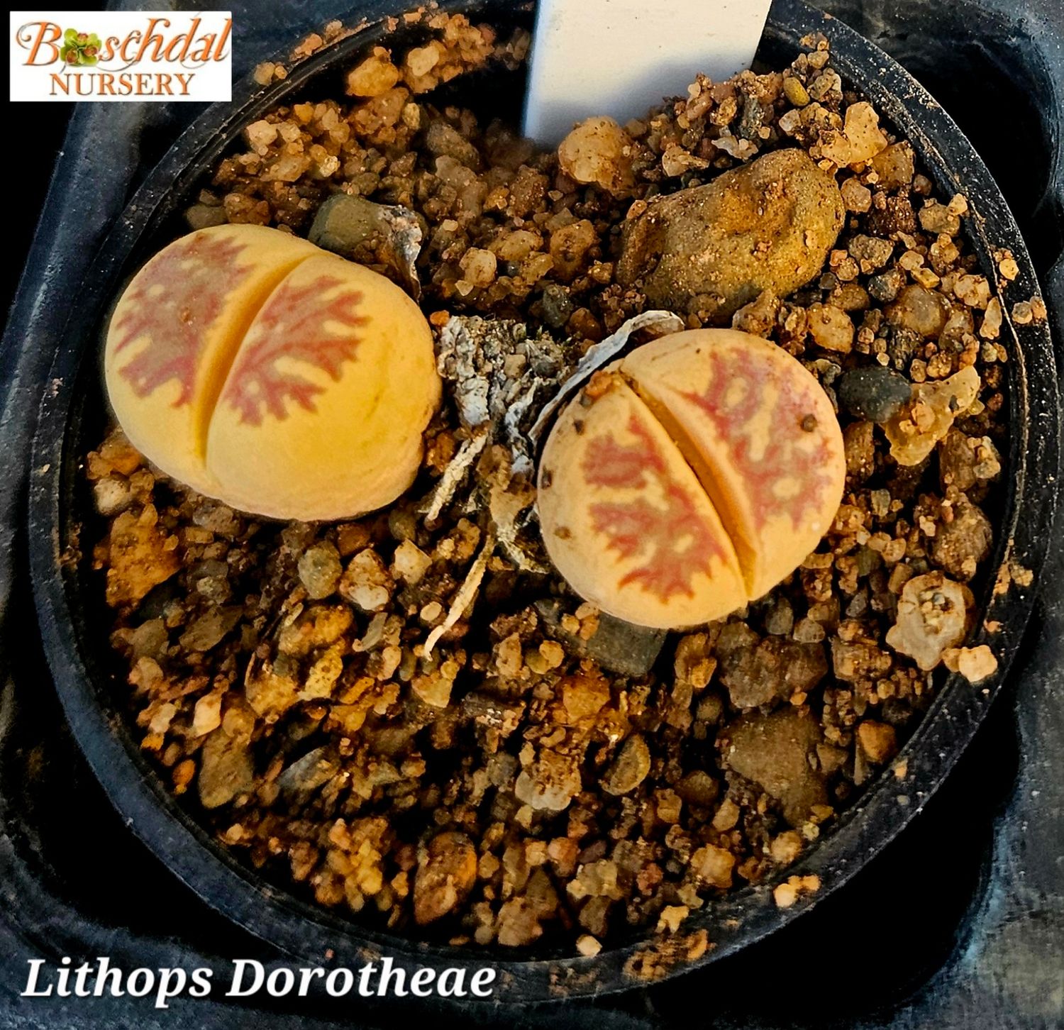 Lithop Dorotheae