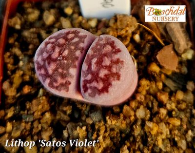 Lithop &#39;Setos Violet&#39;