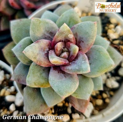 Echeveria German Champagne