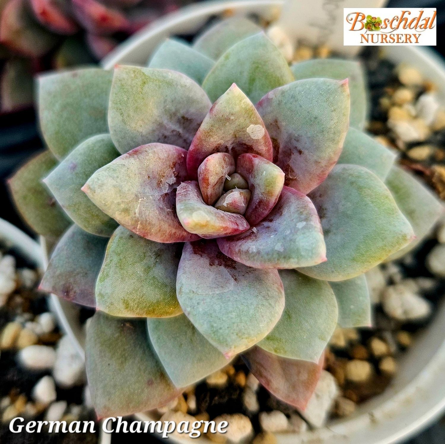 Echeveria German Champagne