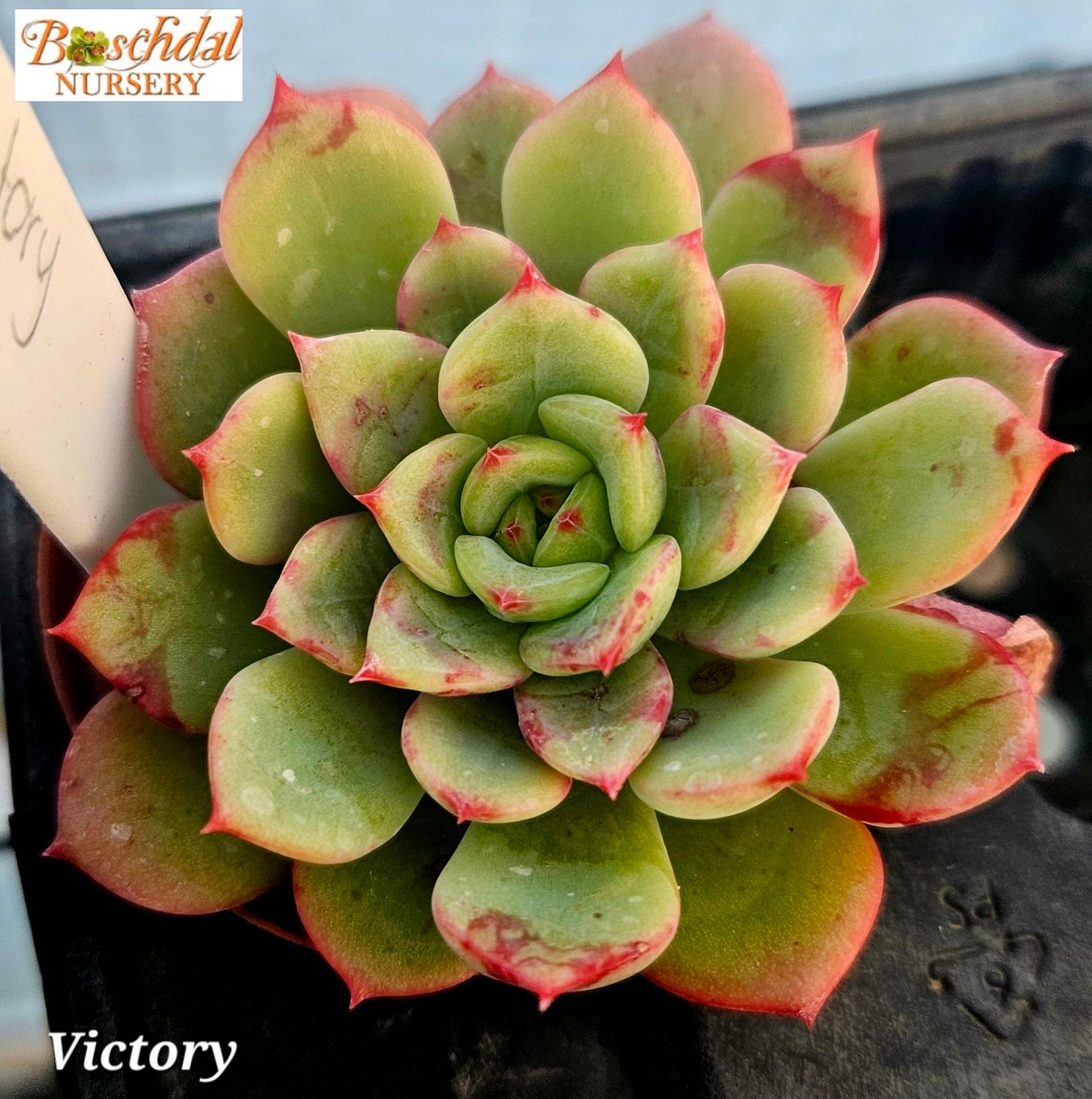 Echeveria Victory