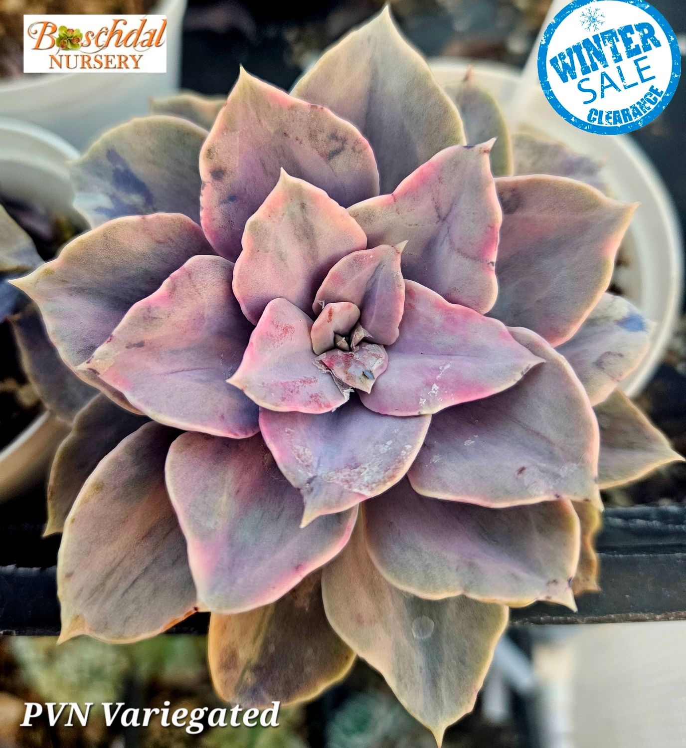 Echeveria Perle Von Nurnberg Variegated XL