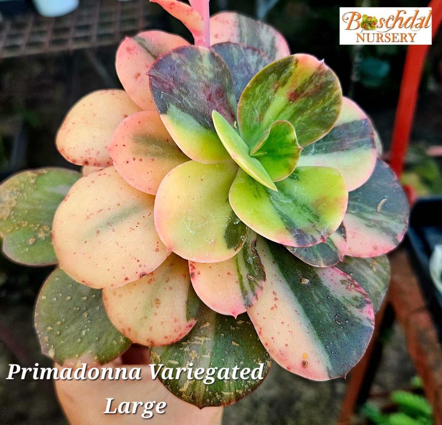 Echeveria Primadonna Variegated