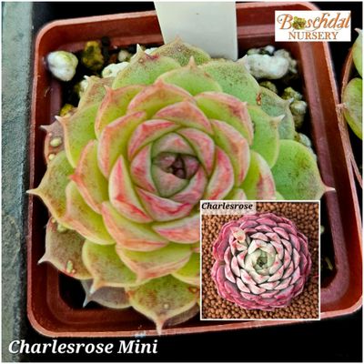 Echeveria Charles Rose