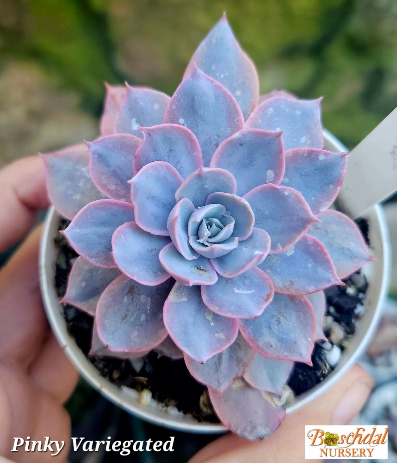 Echeveria Pinky Variegated