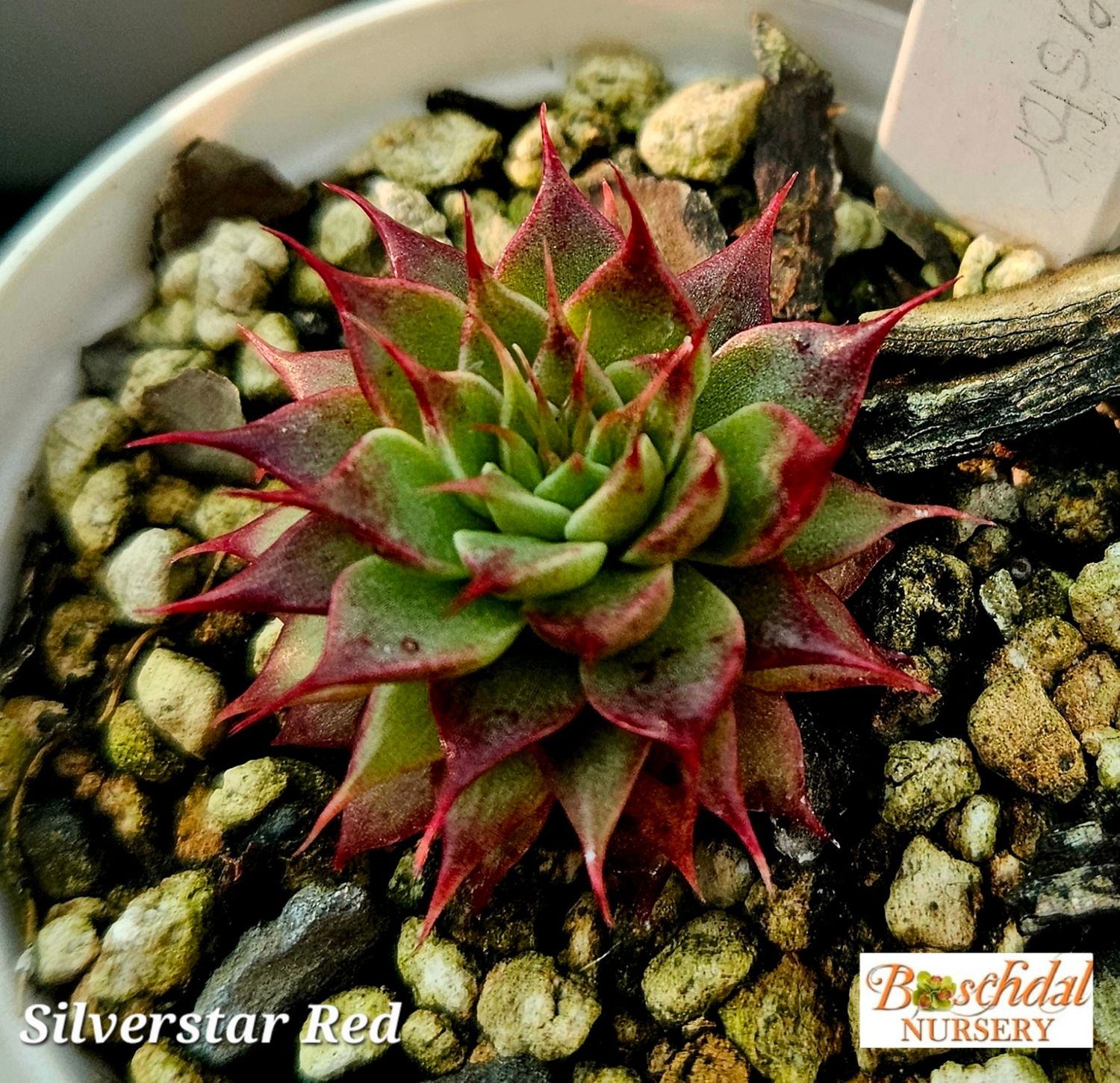Silverstar Red