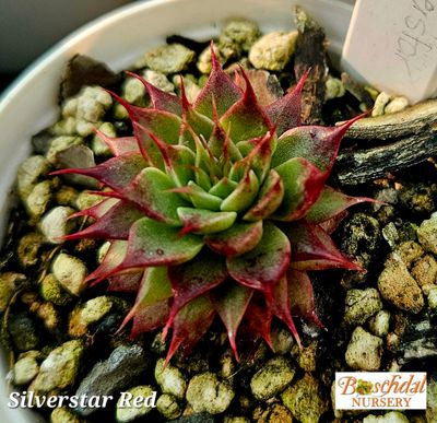 Silverstar Red