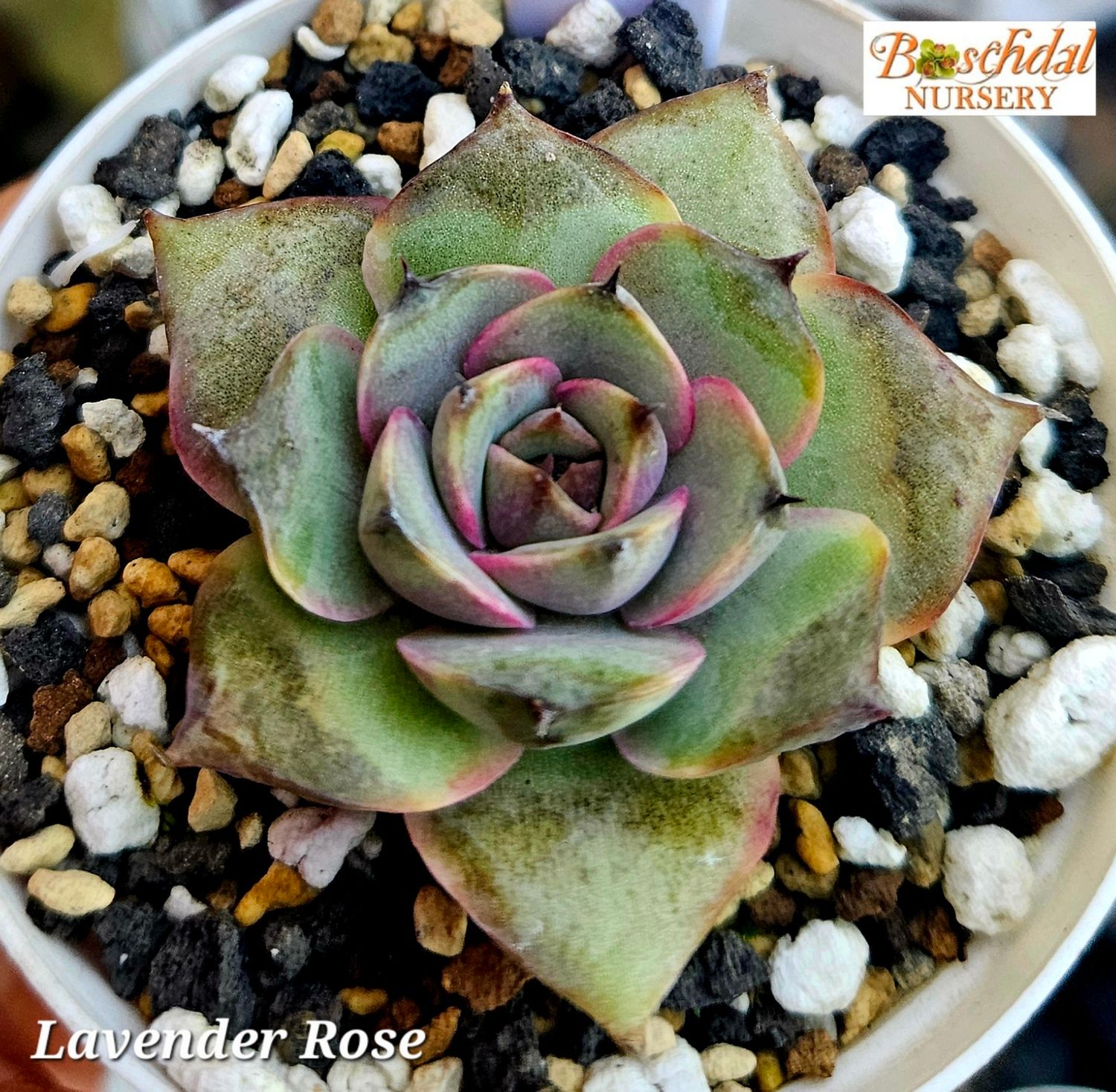 Echeveria Lavender Rose