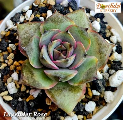 Echeveria Lavender Rose Echeveria Lavender Rose