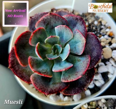 Echeveria Muesli Echeveria Muesli