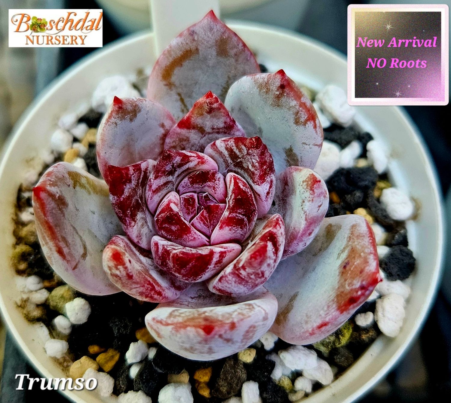 Echeveria Trumso NEW Not Rooted