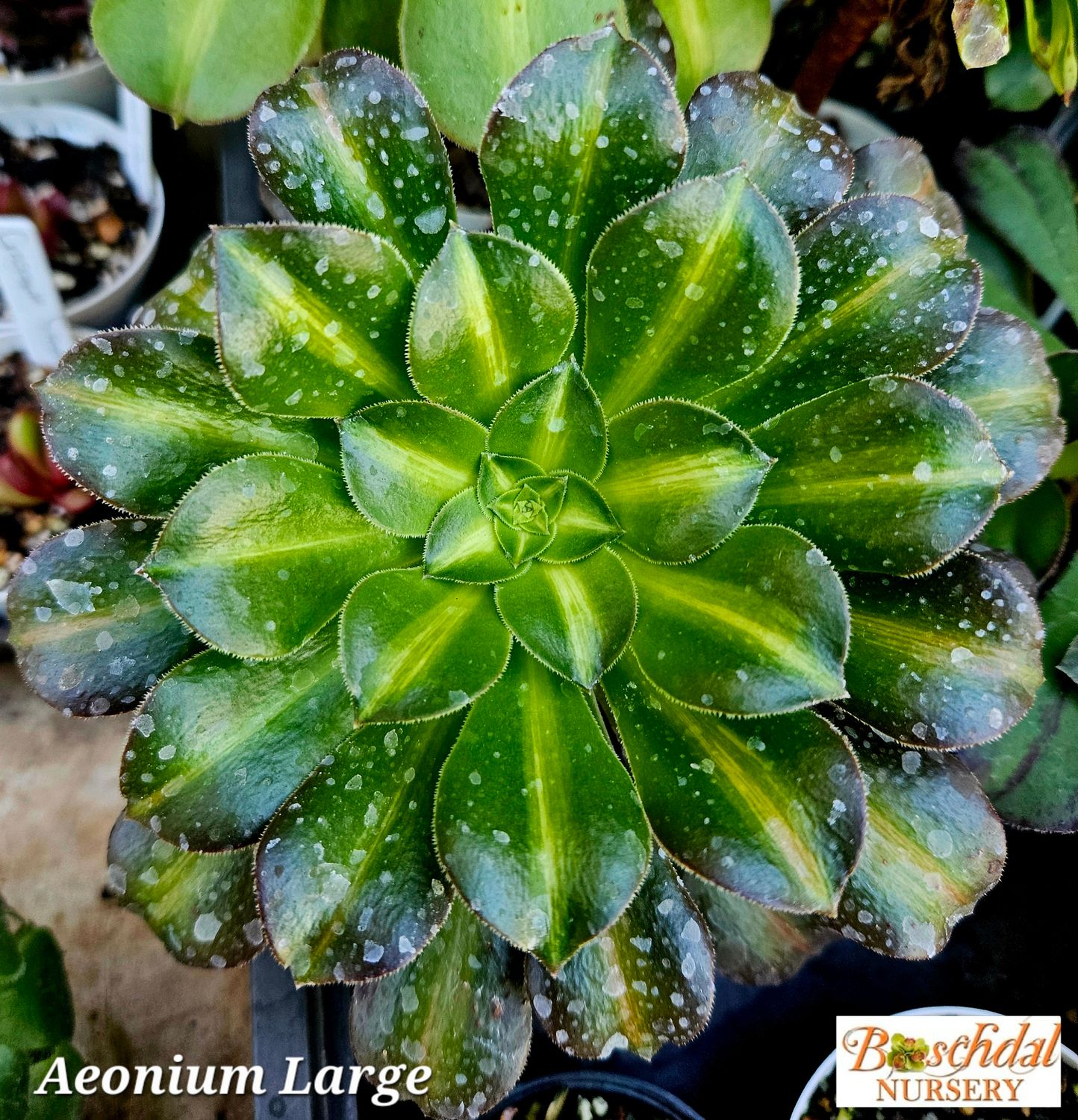 Aeonium  XL