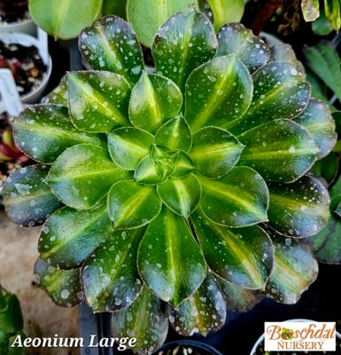 Aeonium  XL