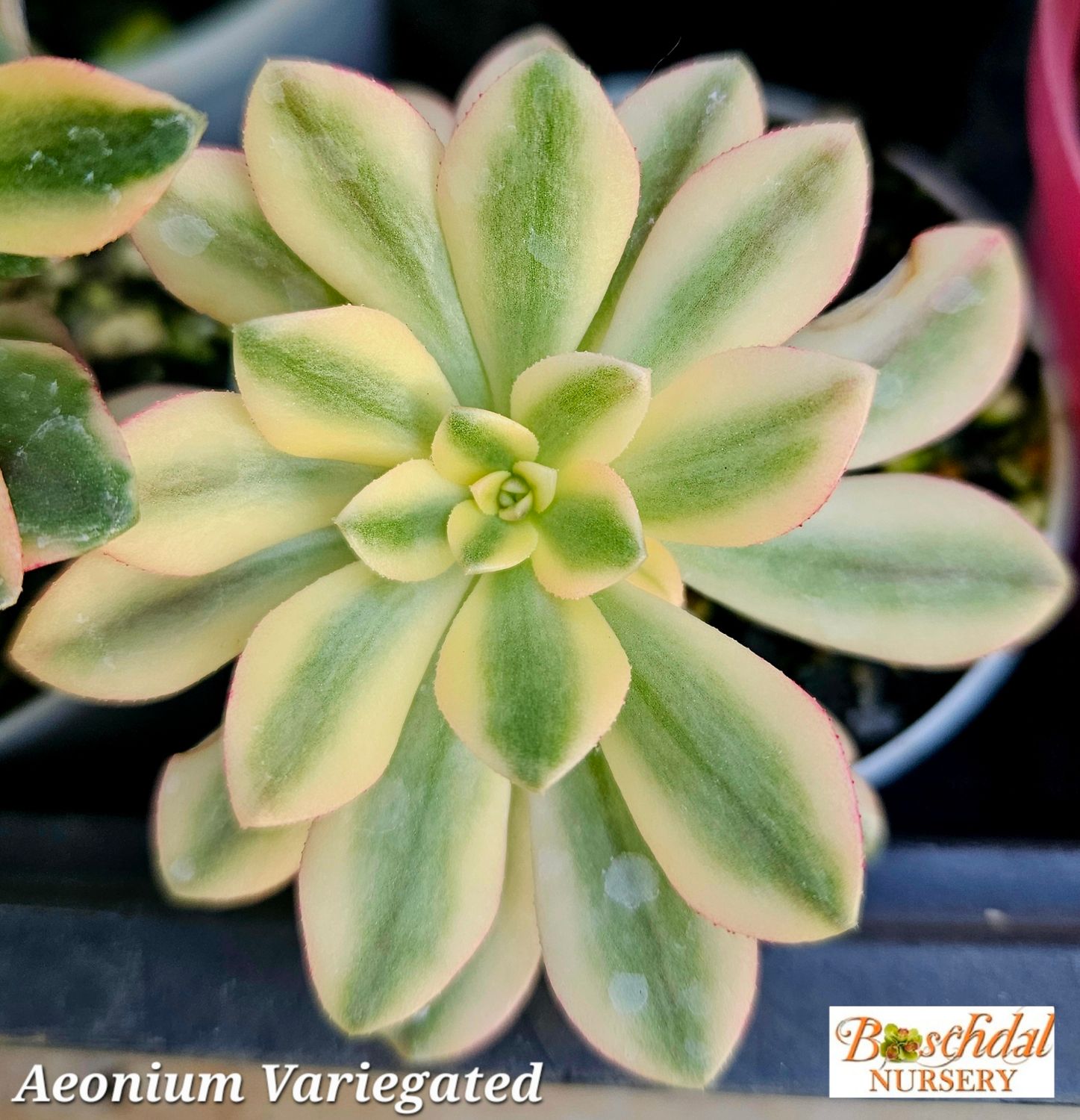 Aeonium Variegated