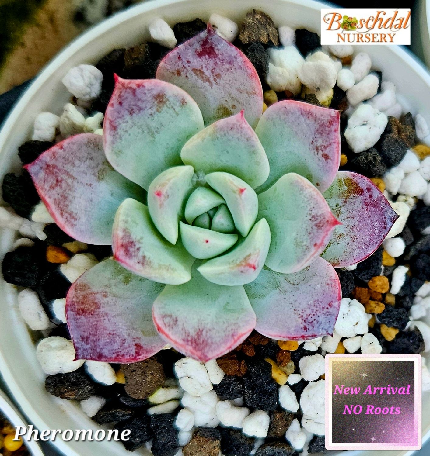 Echeveria Pheromone NEW Not rooted