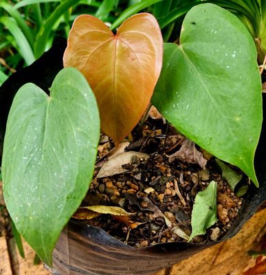 Anthurium No Name