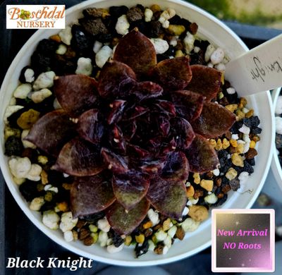 Echeveria Black Knight NEW No Roots