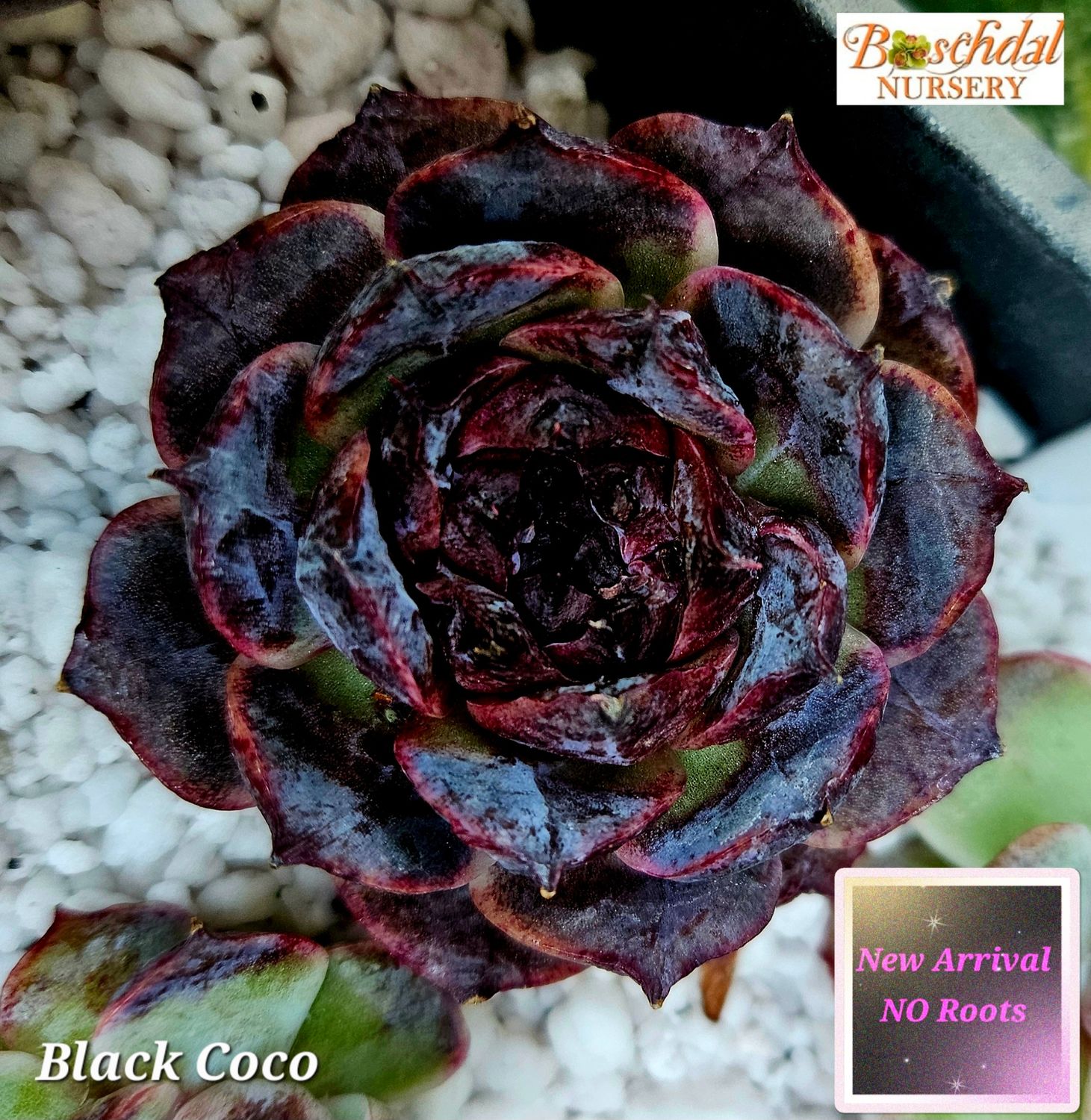 Echeveria Black Coco NEW No Roots