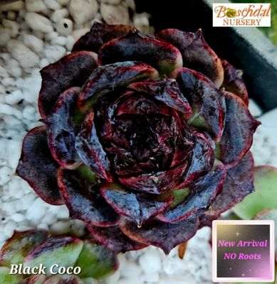 Echeveria Black Coco NEW No Roots