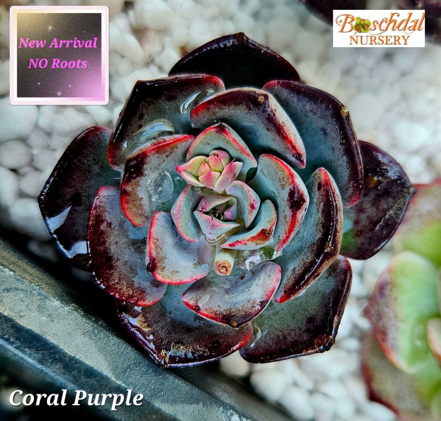 Echeveria Coral Purple NEW No Roots
