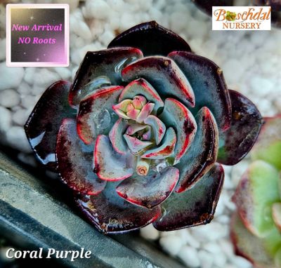 Echeveria Coral Purple NEW No Roots