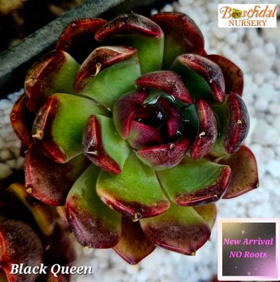 Echeveria Black Queen NEW No Roots