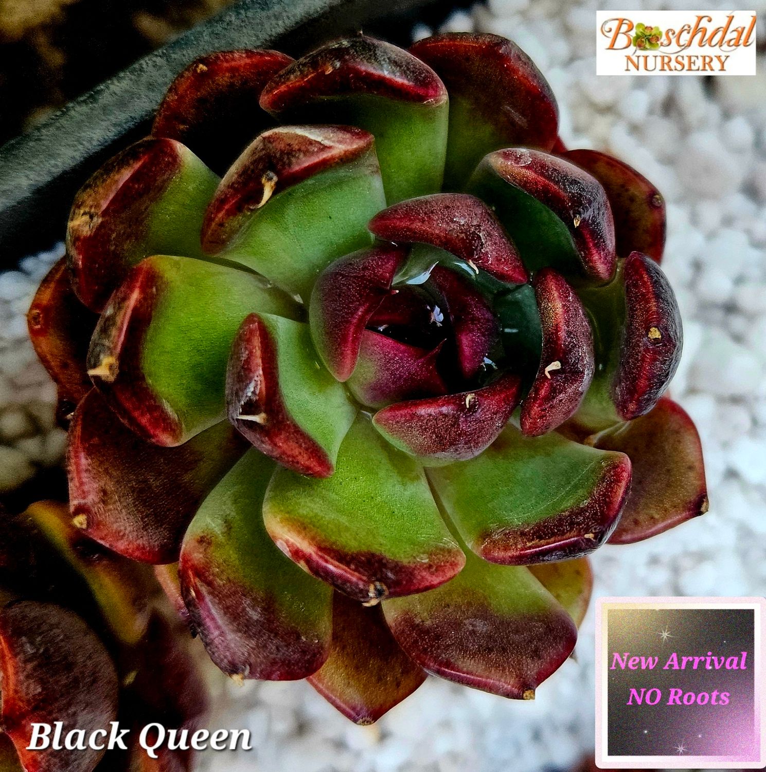 Echeveria Black Queen NEW No Roots