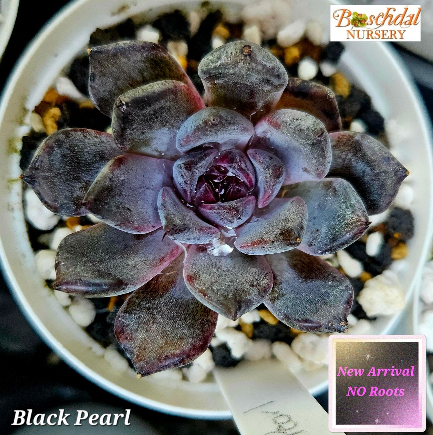 Echeveria Black Pearl NEW No Roots