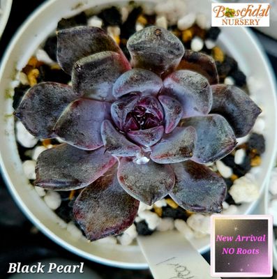 Echeveria Black Pearl NEW No Roots