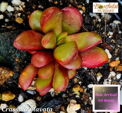 Crassula Clavata NEW No Roots