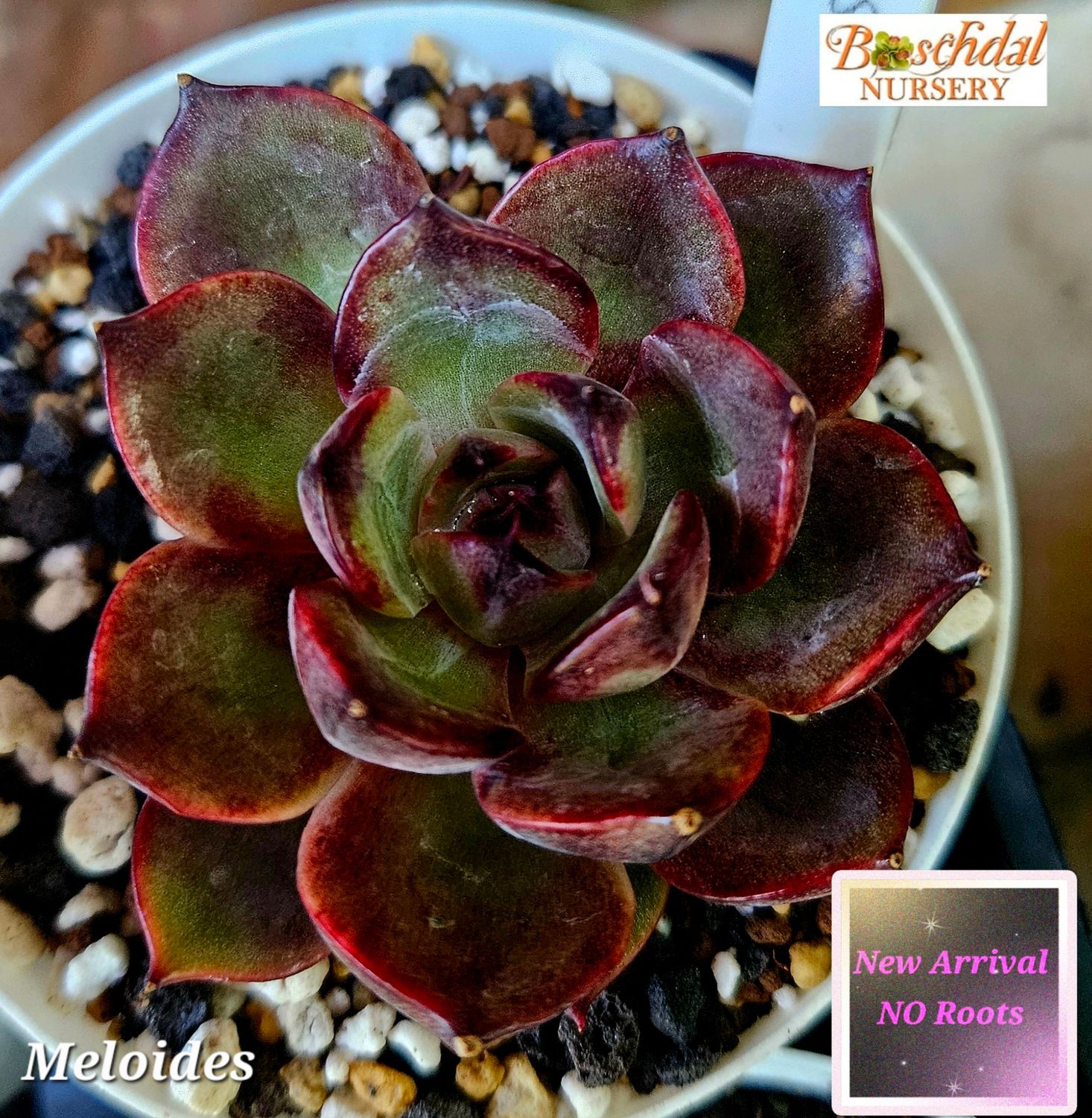 Echeveria Meloides NEW No Roots