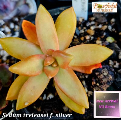 Sedum Treleasei f. Silver NEW No Roots
