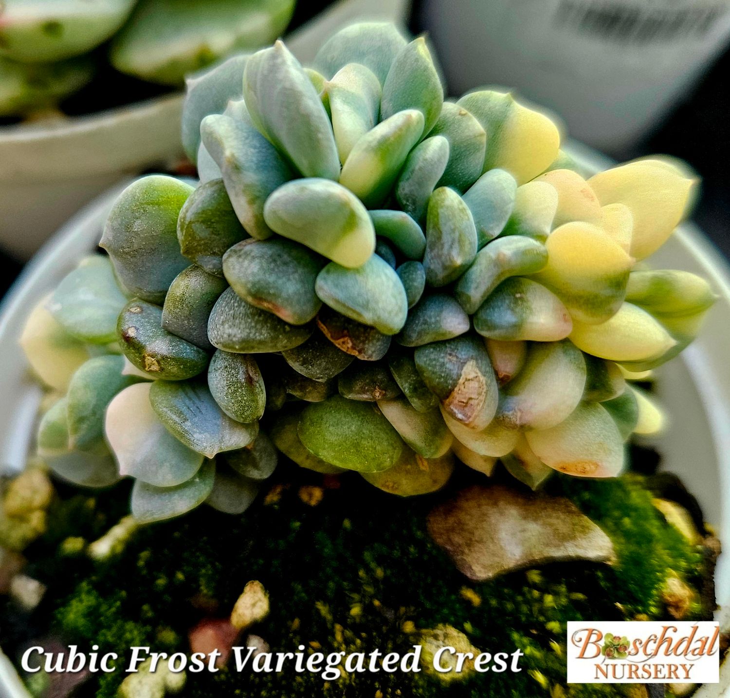 Echeveria Cubic Frost Variegated Crest