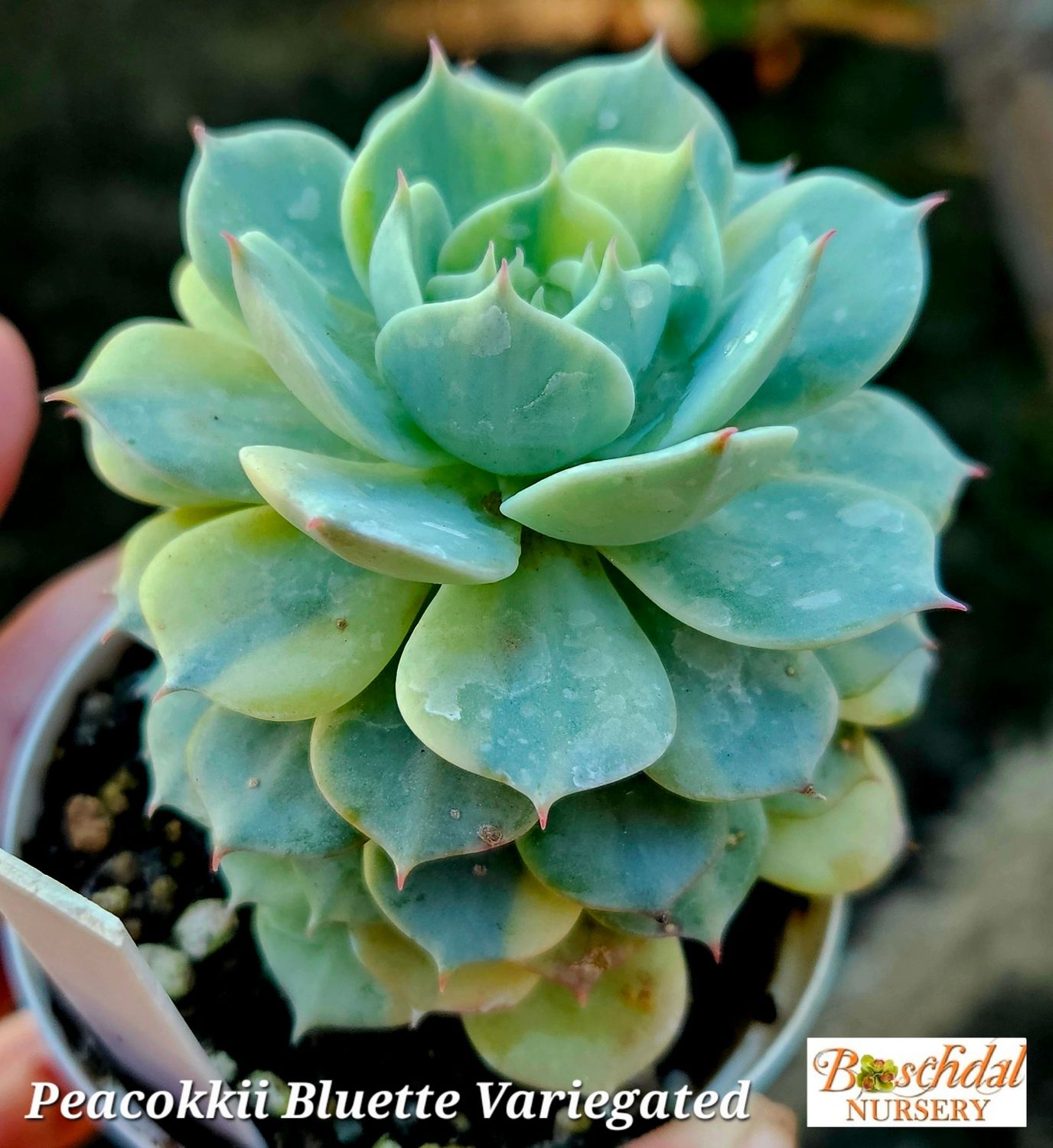 Echeveria Peacokkii Bluette Variegated