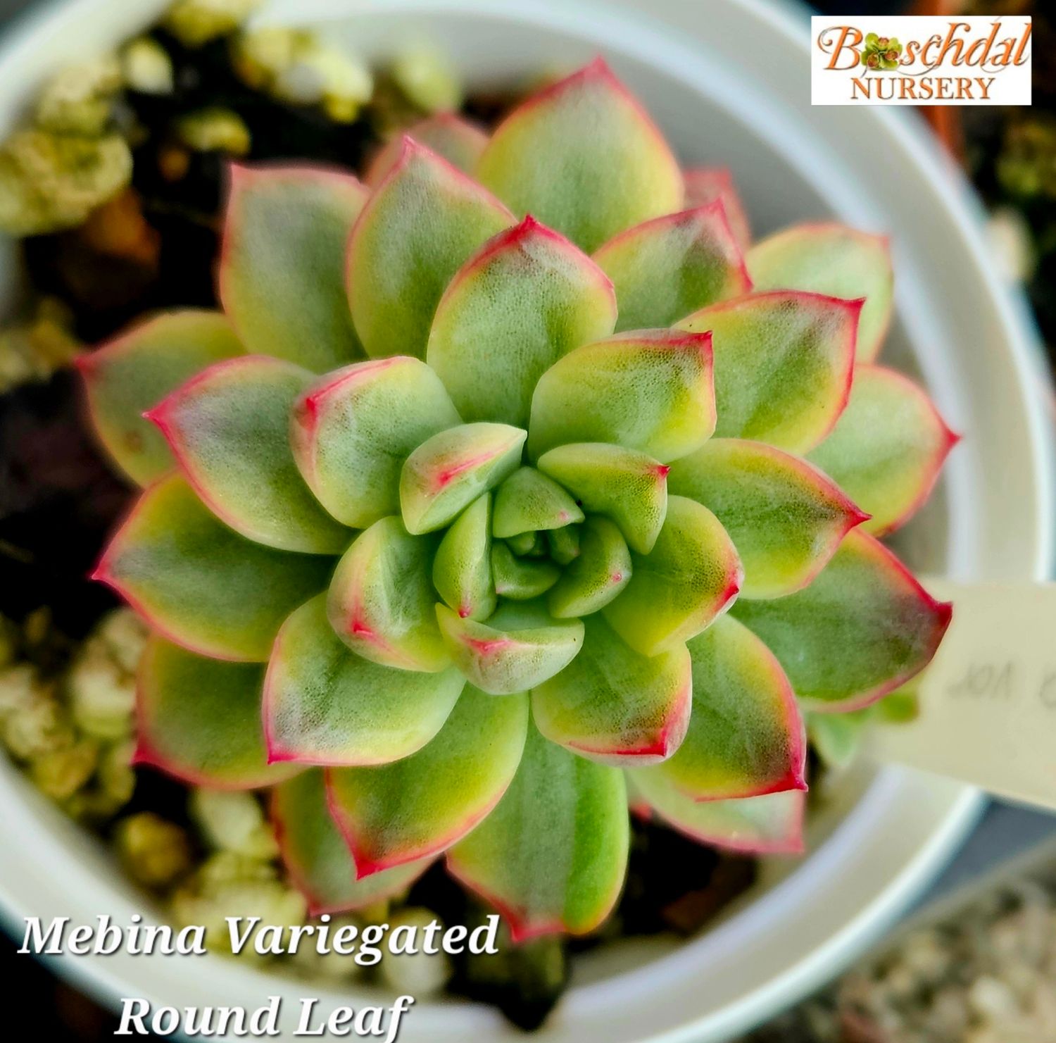 Echeveria Mebina Variegated Round Leaf