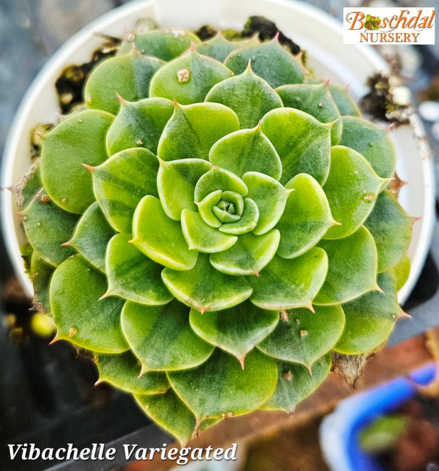 Echeveria Vibachelle Variegated
