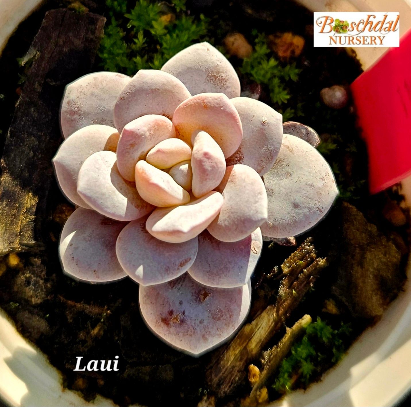 Echeveria Laui Small
