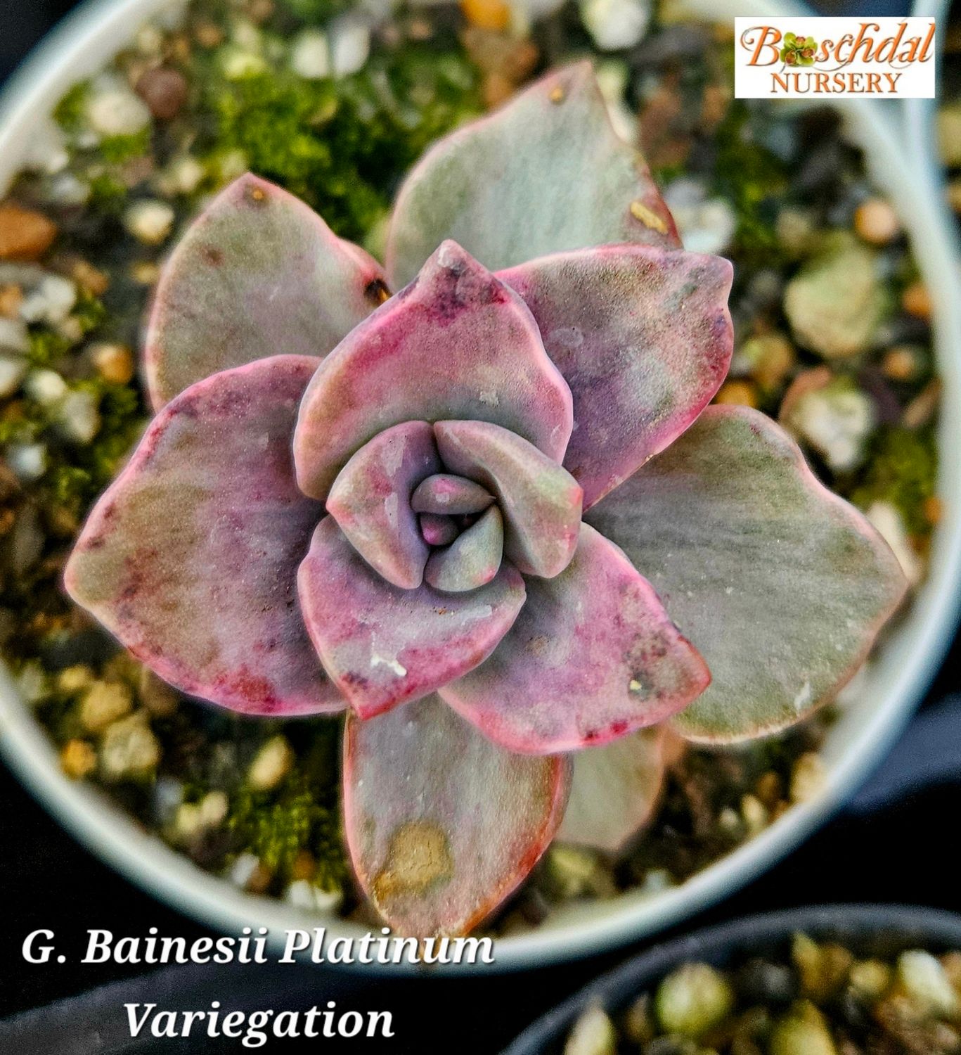 Graptopetalum Bainesii Platinum Variegated